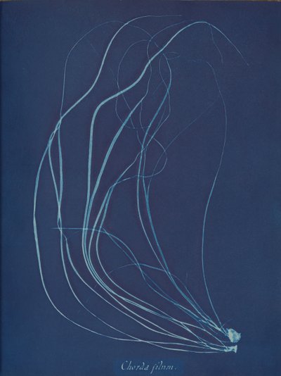 Drut sznurkowy, ca. 1853 autorstwa Anna Atkins