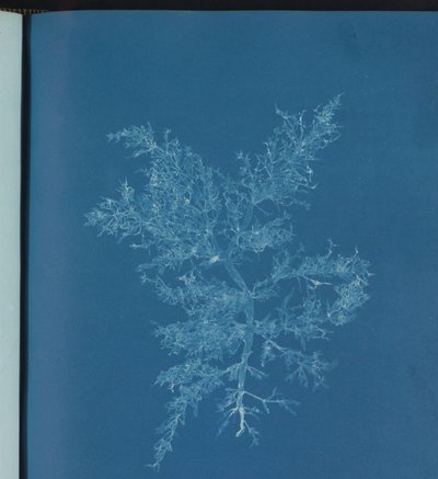Chylocladia kaliformis autorstwa Anna Atkins