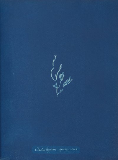 Cladostephus gąbczasty, ca. 1853 autorstwa Anna Atkins