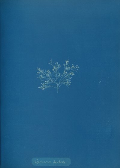 Cystoseira barbata, ca. 1853. autorstwa Anna Atkins