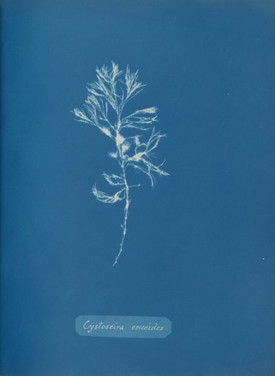Cystoseira ericoides, ca. 1853. autorstwa Anna Atkins