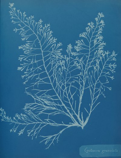 Cystoseira granula, ca. 1853. autorstwa Anna Atkins