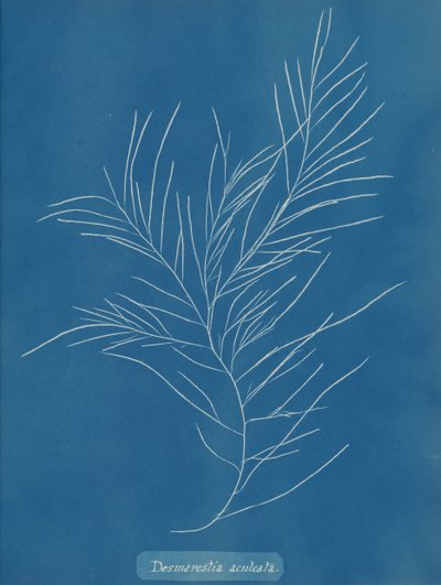 Desmarestia aculeata, ca. 1853. autorstwa Anna Atkins