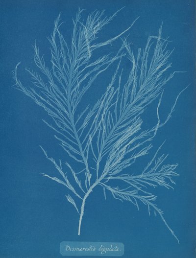 Desmarestia skroplona, ​​ca. 1853. autorstwa Anna Atkins