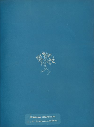 Okrzemki morskie na Ceramium rubrum, ca. 1853 autorstwa Anna Atkins