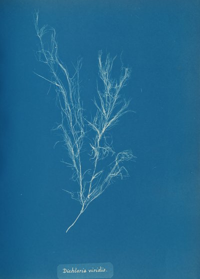 Dichloria viridis, ca. 1853. autorstwa Anna Atkins