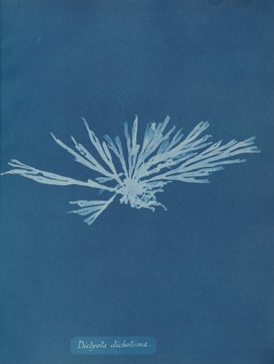 Dictyota dychotoma, ca. 1853. autorstwa Anna Atkins