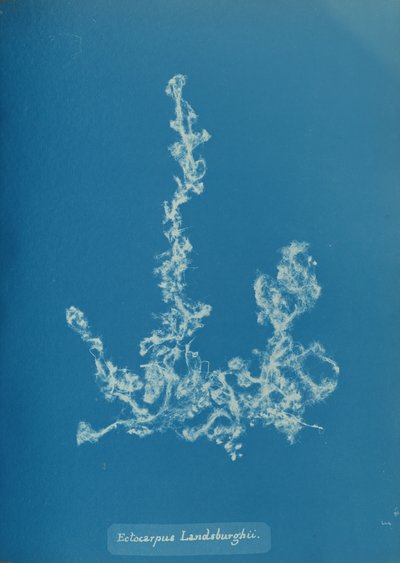 Ectocarpus Landsburghii, ca. 1853. autorstwa Anna Atkins