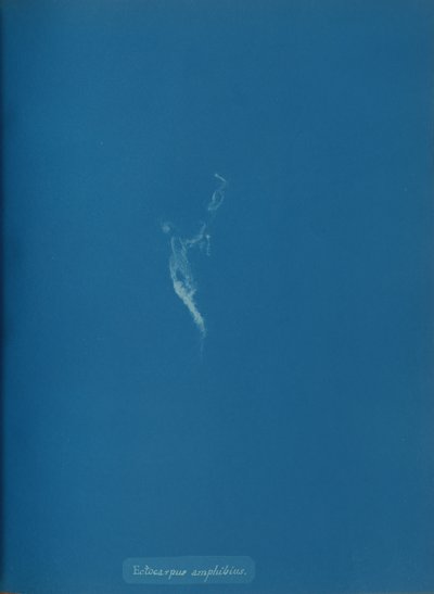 Amphibius Ectocarpus, ca. 1853. autorstwa Anna Atkins