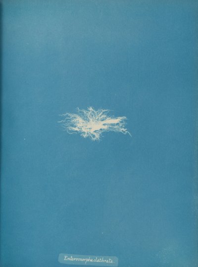 Enteromorpha clathrata, ca. 1853. autorstwa Anna Atkins