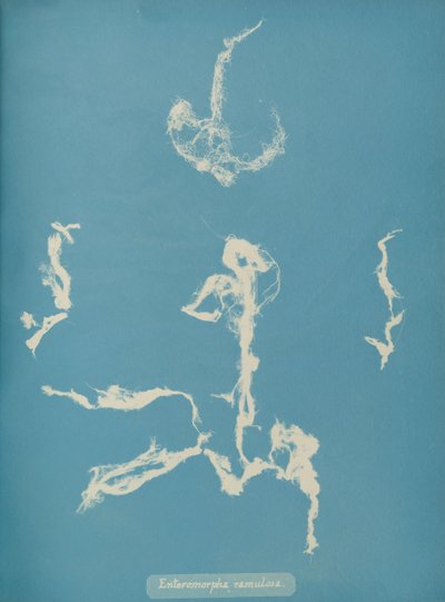 Enteromorpha ramulosa, ca. 1853 autorstwa Anna Atkins