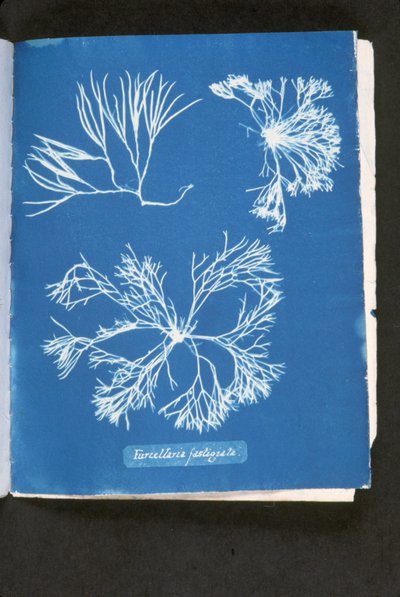 Furcelleria fastigiata, z „Photographs of British Algae: Cyanotype Impressions”, opublikowana w latach 1843-53 (cyjanotyp) autorstwa Anna Atkins
