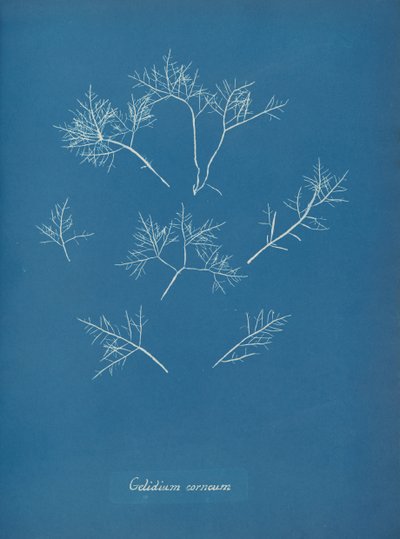 Mróz rogówki, ok. 1853 autorstwa Anna Atkins