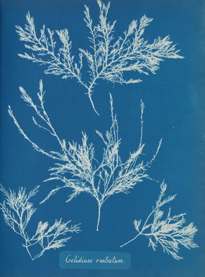 Gelidium rostratum, ca. 1853 autorstwa Anna Atkins