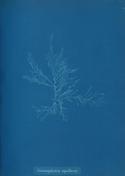 Gloisiphonia capillaris, ca. 1853. autorstwa Anna Atkins