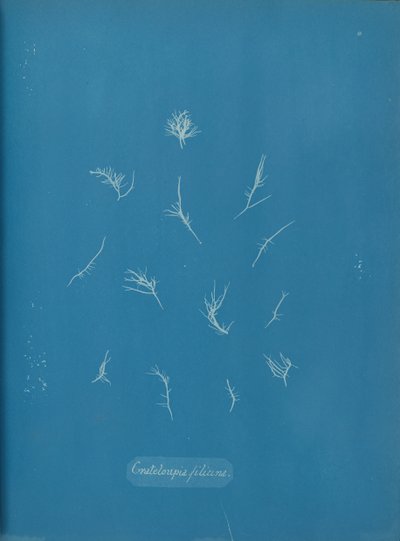 Grateloupia filicina, ca. 1853. autorstwa Anna Atkins