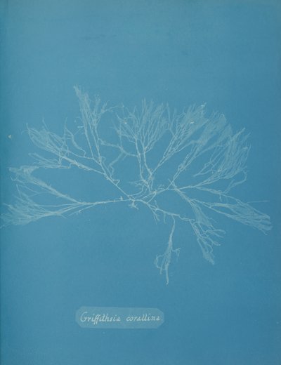 Coral Griffithsia, ca. 1853. autorstwa Anna Atkins