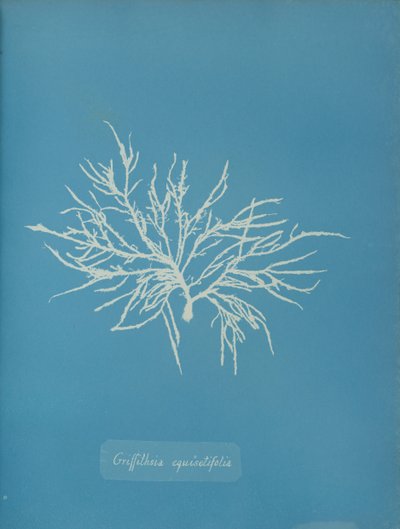Griffithsia equisetifolia, ca. 1853. autorstwa Anna Atkins