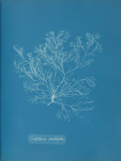 Griffithsia multifida, ca. 1853. autorstwa Anna Atkins