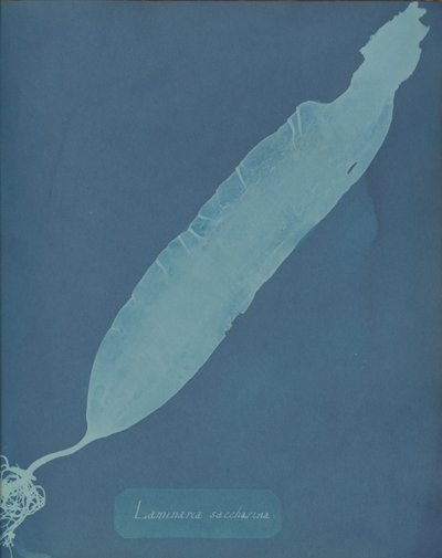 Laminaria sacharyna, ca. 1853. autorstwa Anna Atkins