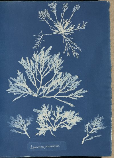  autorstwa Anna Atkins