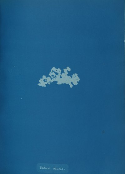 Padina deusta, ca. 1853. autorstwa Anna Atkins