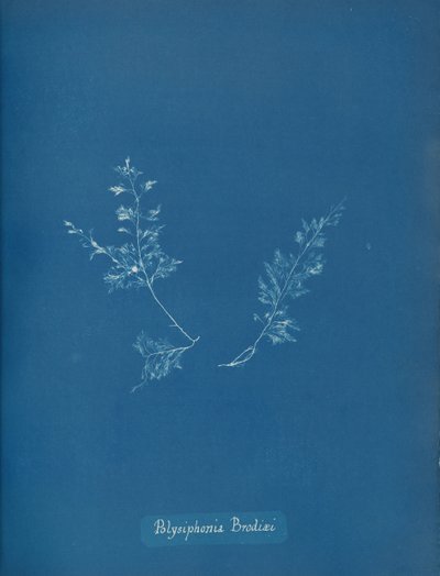 Polisyfonia Brodiego, ca. 1853 autorstwa Anna Atkins
