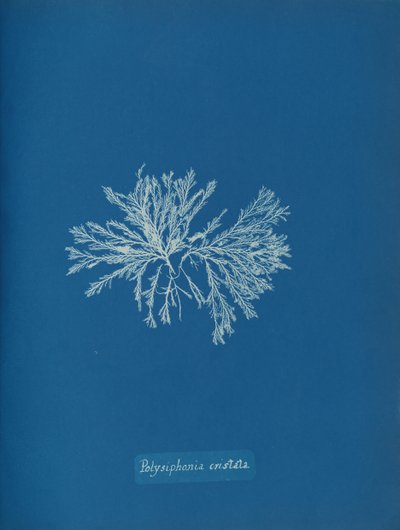 Polisyfonia cristata, ca. 1853. autorstwa Anna Atkins