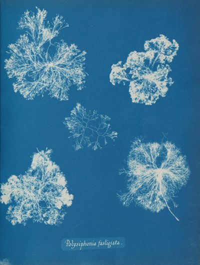 Polisyfonia fastigiata 1853. autorstwa Anna Atkins
