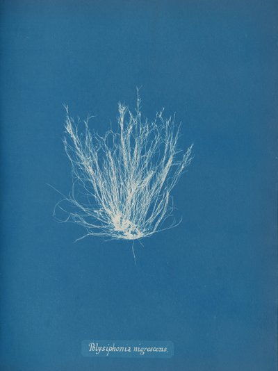 Polysiphonia nigrescens, ca. 1853 autorstwa Anna Atkins