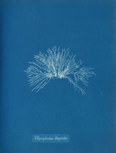 Polisyfonia tujoidalna, ca. 1853. autorstwa Anna Atkins