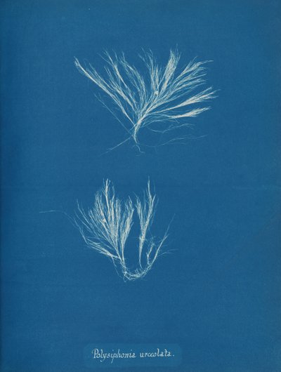 Polysiphonia urceolata, ca. 1853. autorstwa Anna Atkins