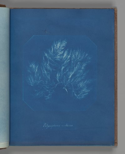 Polysiphonia violacea autorstwa Anna Atkins
