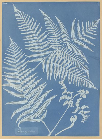 Pteris aquilina autorstwa Anna Atkins