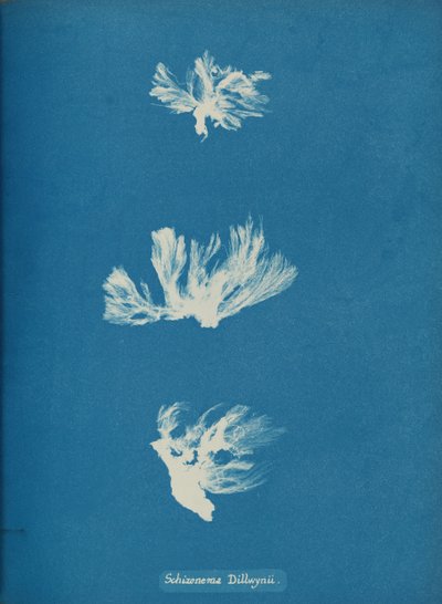 Schizonema Dillwynii, ca. 1853. autorstwa Anna Atkins