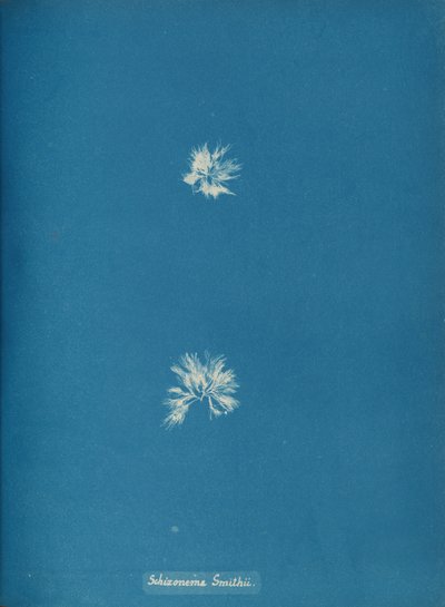 Schizonema Smithii, ca. 1853. autorstwa Anna Atkins