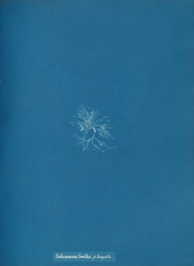 Schizonema Smithii, ß torqata, ca. 1853. autorstwa Anna Atkins