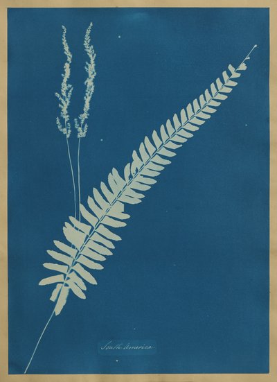  autorstwa Anna Atkins