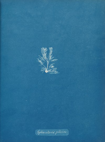 Sphacelaria filicina, ca. 1853. autorstwa Anna Atkins