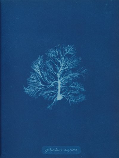 Sphacelaria scoparia, ca. 1853. autorstwa Anna Atkins