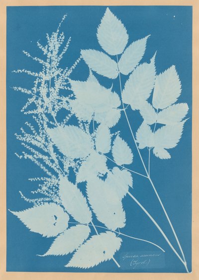 autorstwa Anna Atkins