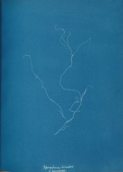 kłącza Sporochnius ß paracloxa, ca. 1853. autorstwa Anna Atkins