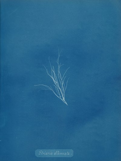 Striaria osłabiona, ca. 1853. autorstwa Anna Atkins
