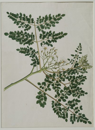 Moringa oleifera, zwana także drzewem chrzanowym lub podudzia (akwarela na papierze) autorstwa Anna Maria Jones