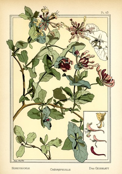 Wiciokrzew autorstwa Anna Martin