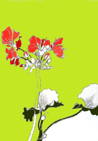 Pelargonia autorstwa Anna Platts