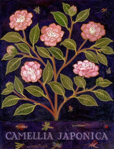 Kamelia autorstwa Anna Pugh