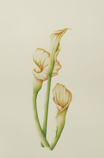 Lilia Arum, 2001 (wc na papierze) autorstwa Annabel Barrett