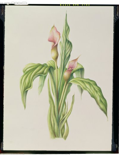 Carla Lily, 2000 (wc na papierze) autorstwa Annabel Barrett
