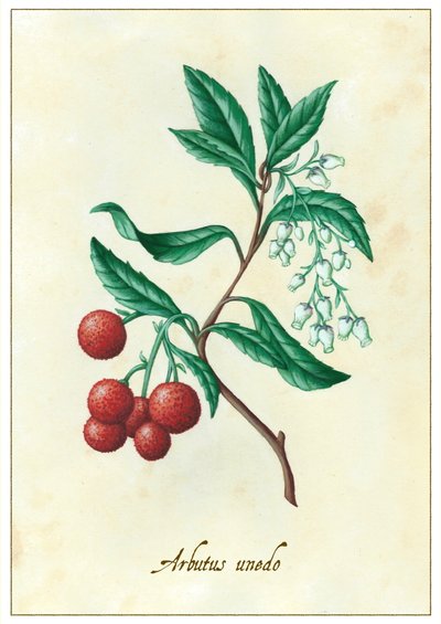 Arbutus unedo, 2015 (gwasz) autorstwa Annalisa Morrocco